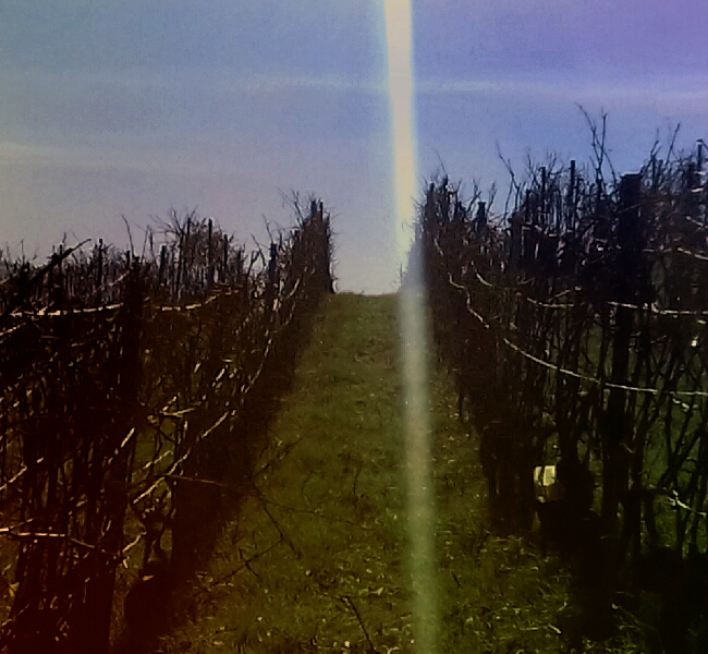 soleil dans les vignes